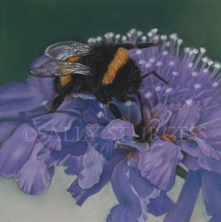 Bumble Bee original pastel painting