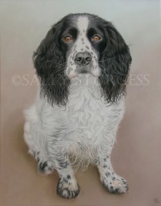 Springer Spaniel Dog Pet Portrait from photo UK