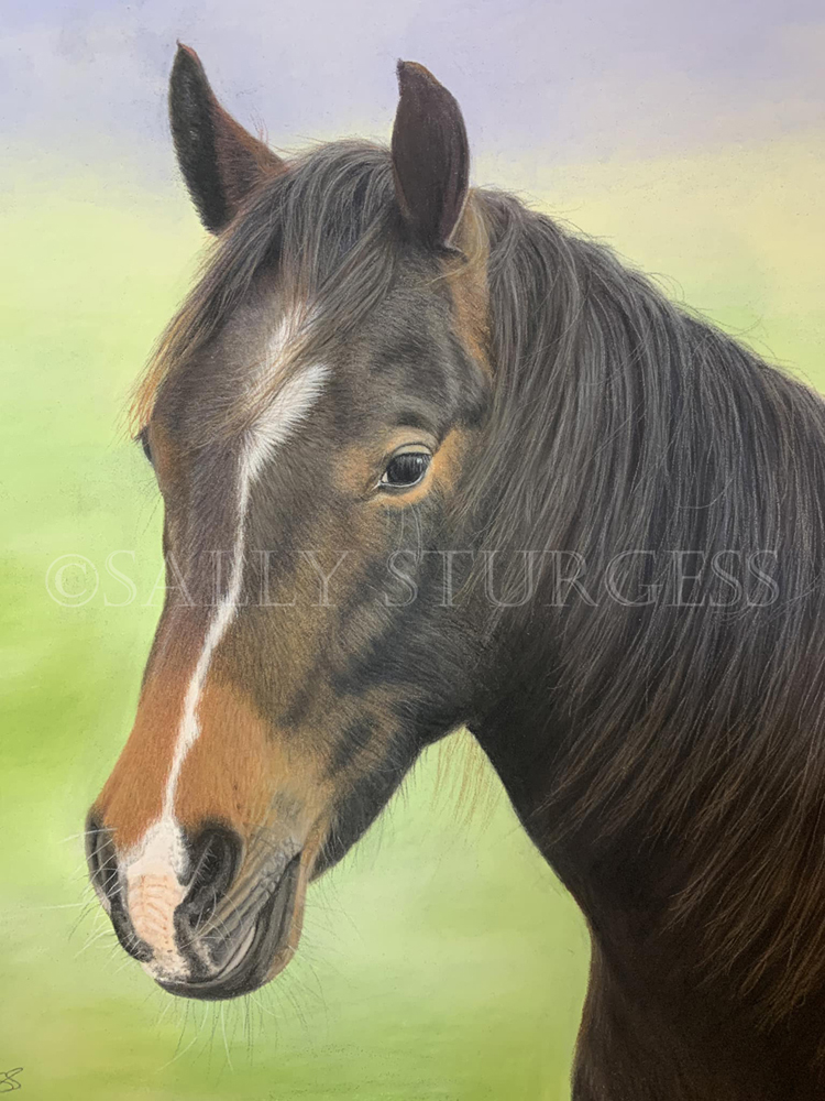 Horse Portrait UK