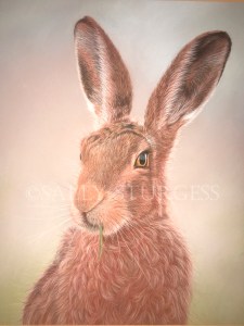 European Hare Wildlife Pastel Painting