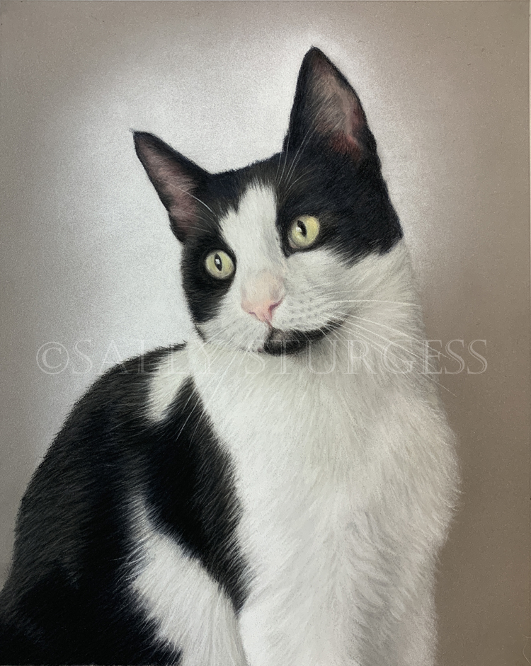 Black & white cat pet portrait