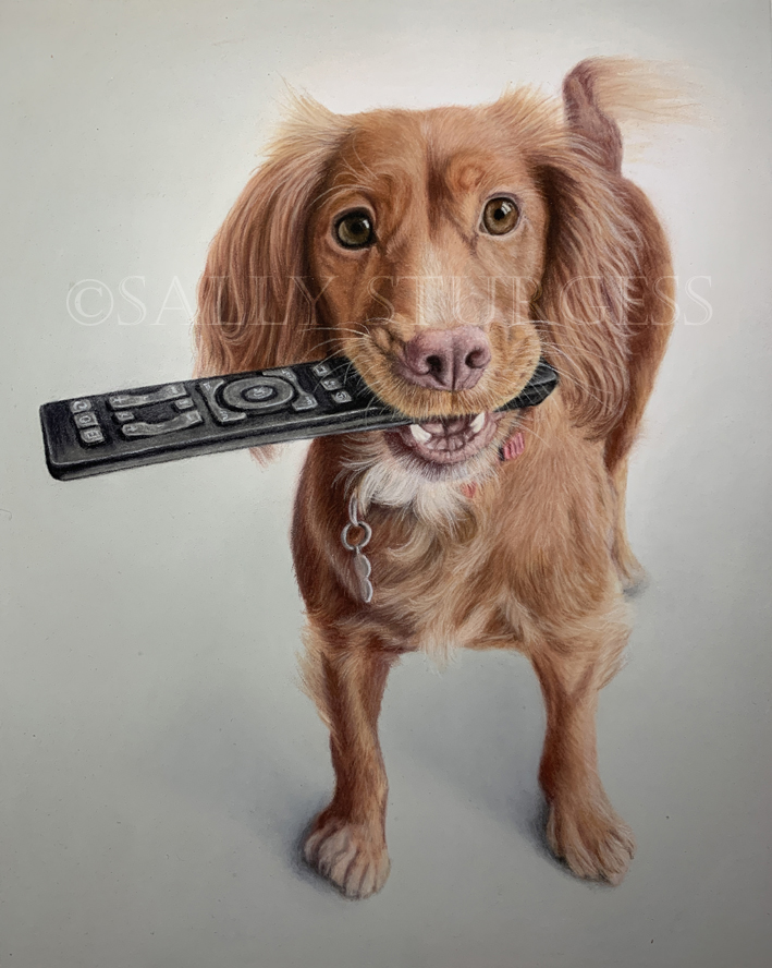 Working cocker spaniel dog portrait