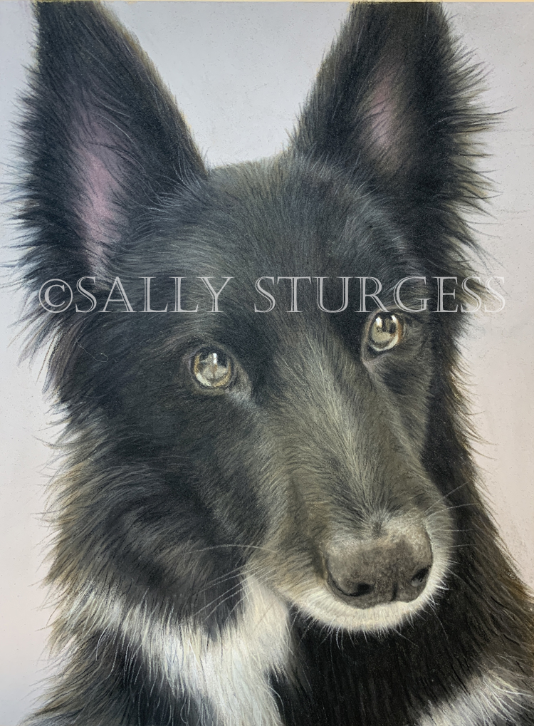 Dog pet portrait