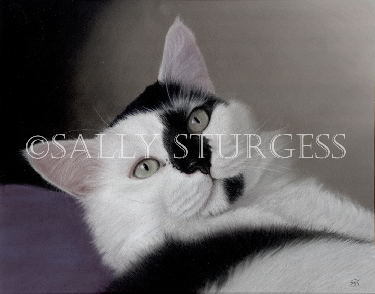 Black and white cat painting