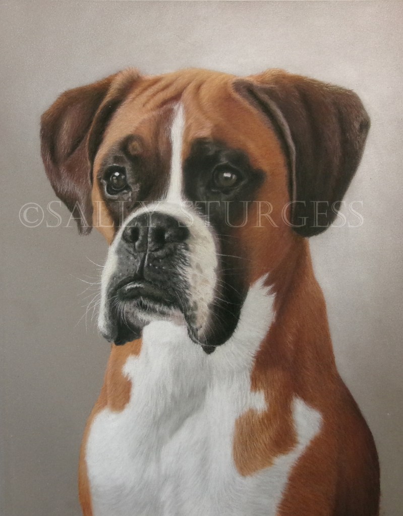 Boxer dog pet portrait
