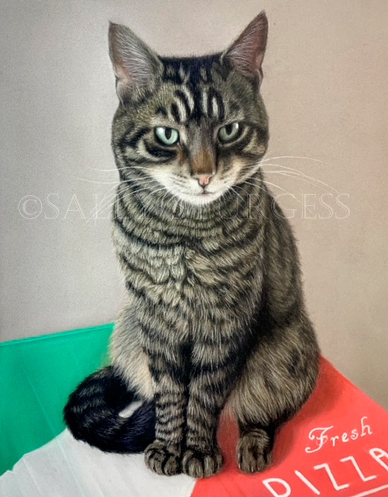 Tabby cat pet portrait