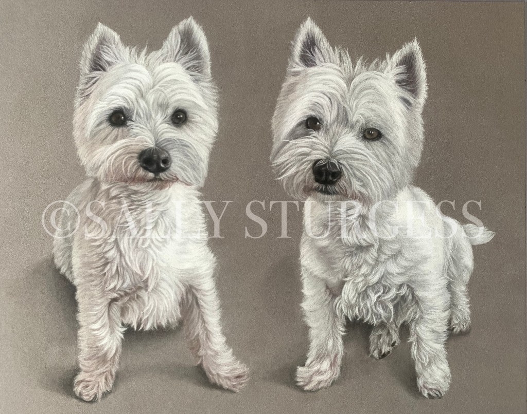 Two west highland terriers portrait
