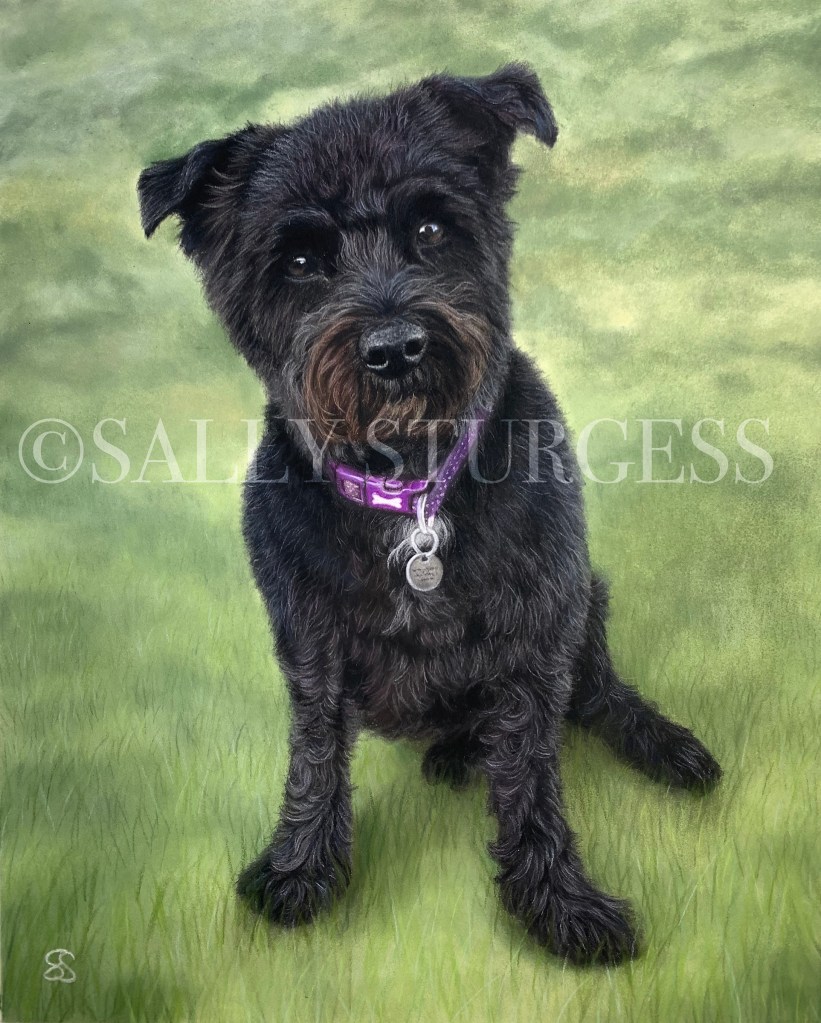 Schnoodle pet portrait