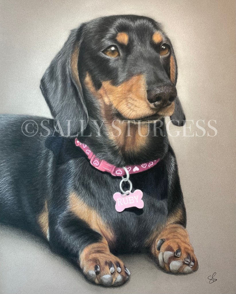 Dachshund pet portrait