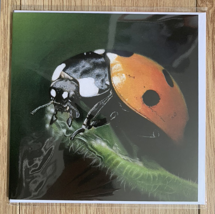 Birthday card with ladybird