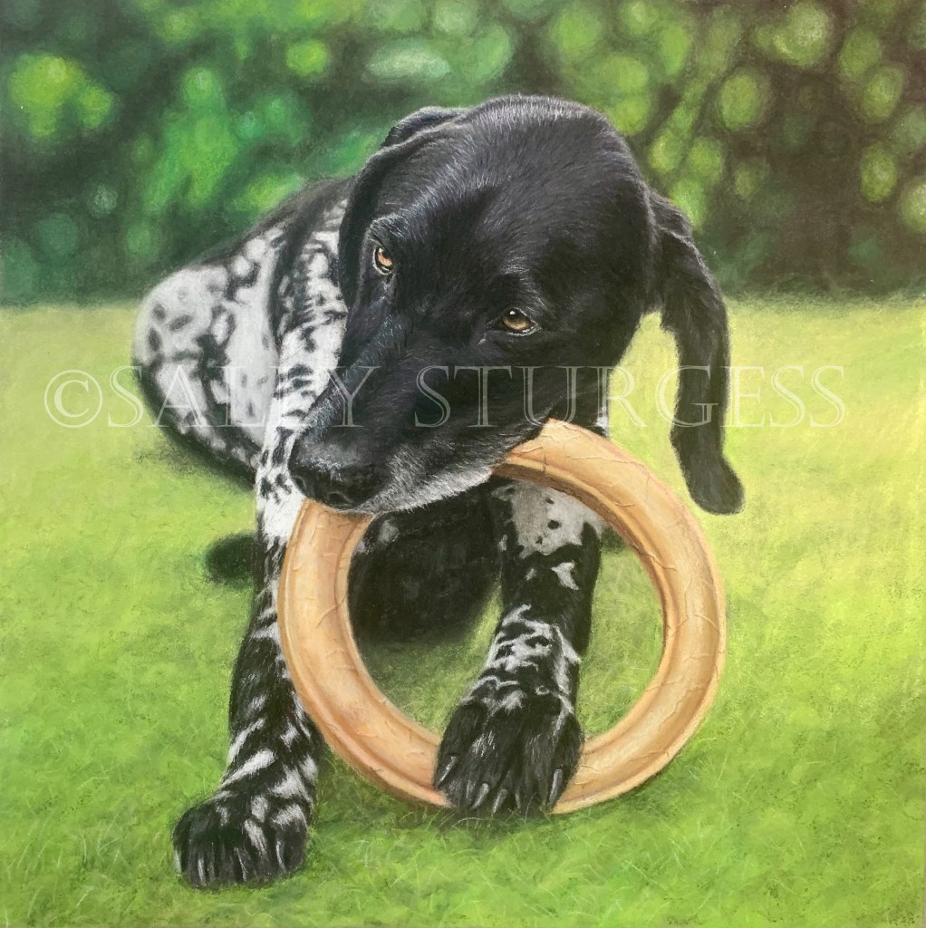 Dog portrait from photograph