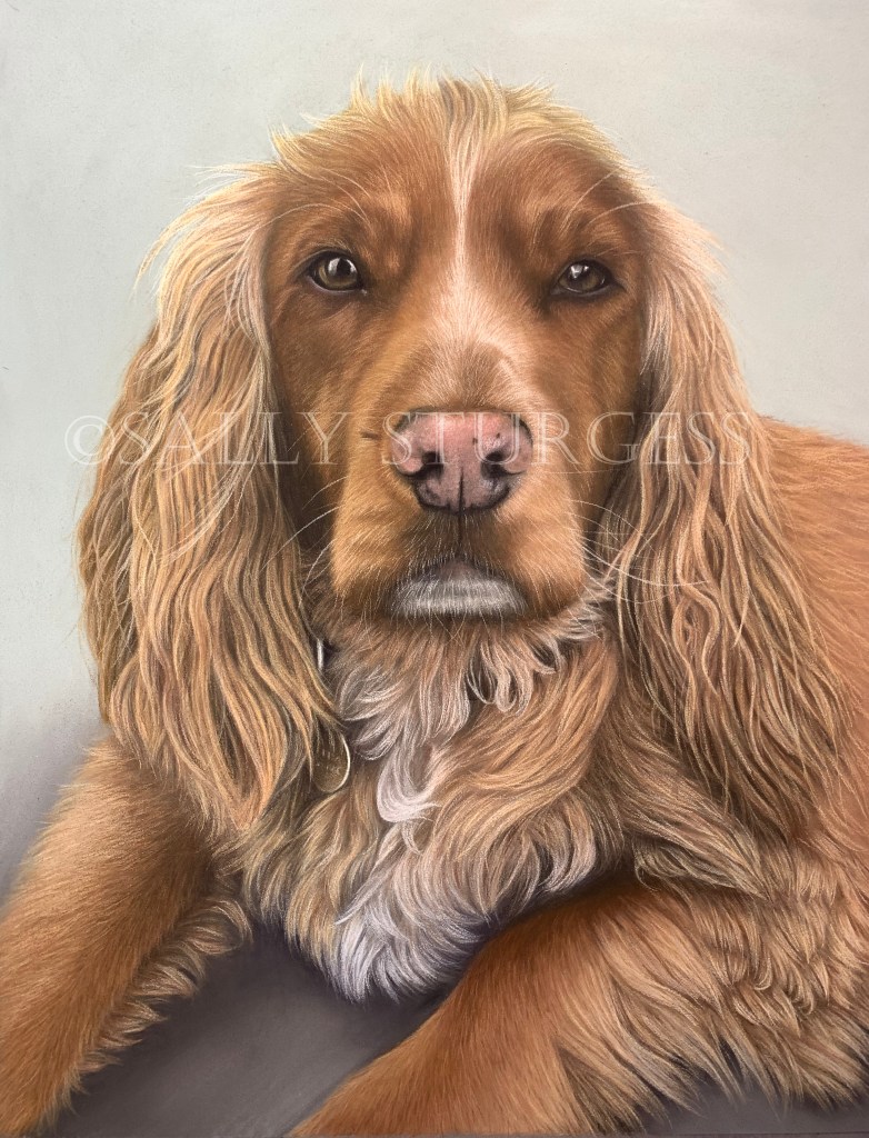 Spaniel Portrait