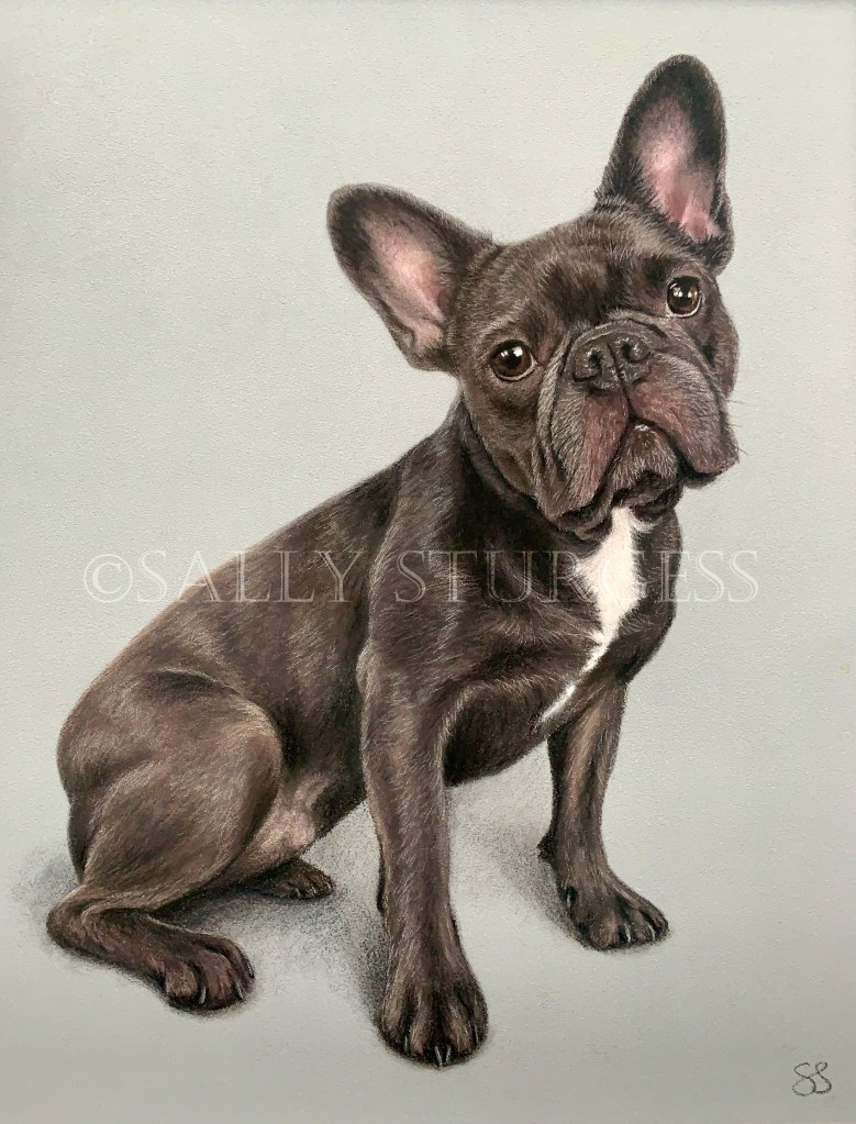 French bulldog pet portrait