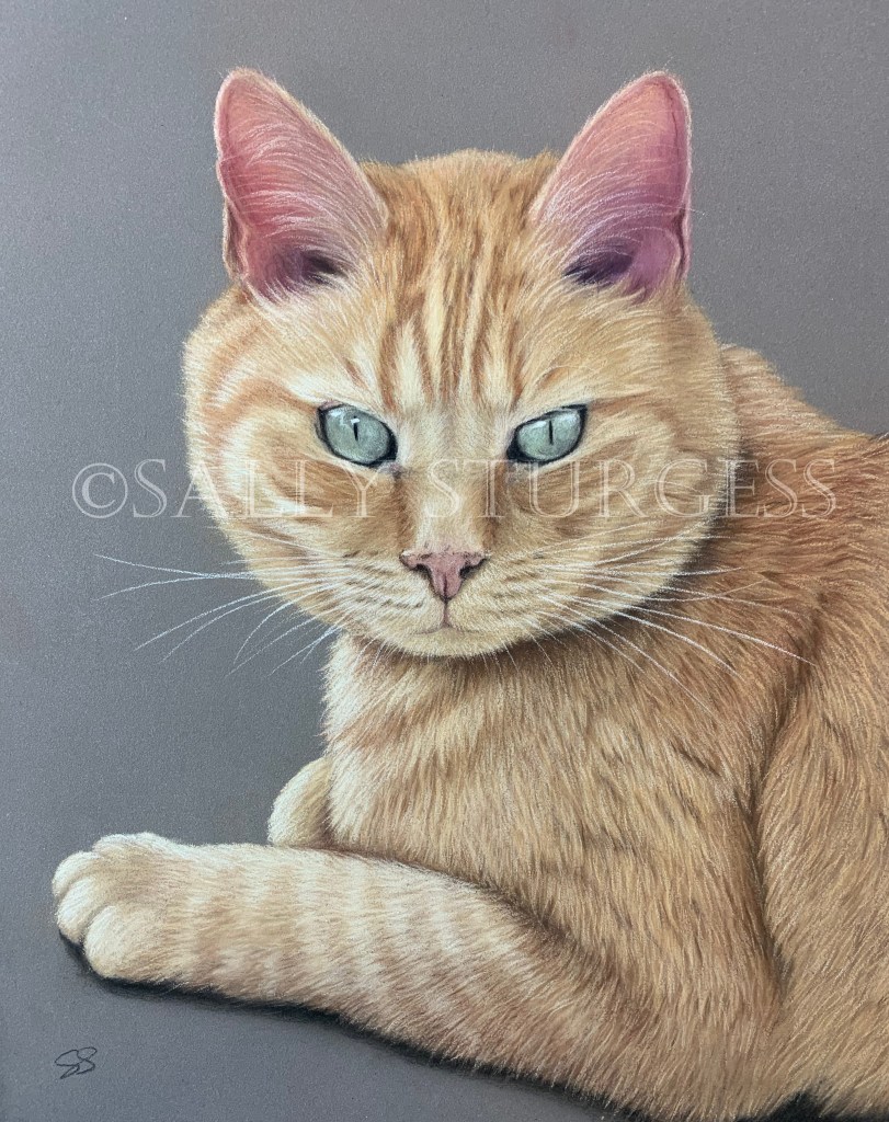 Ginger cat pet portrait