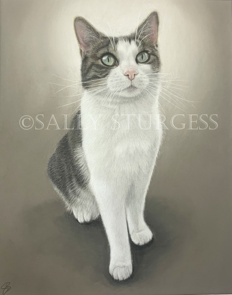 Cat pet portrait