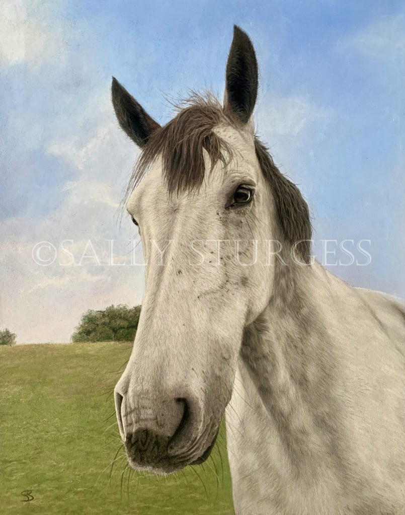 Grey horse portrait