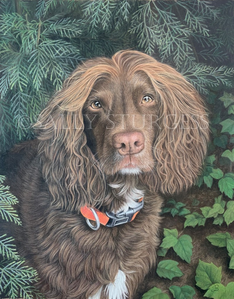Chocolate Spaniel pet portrait
