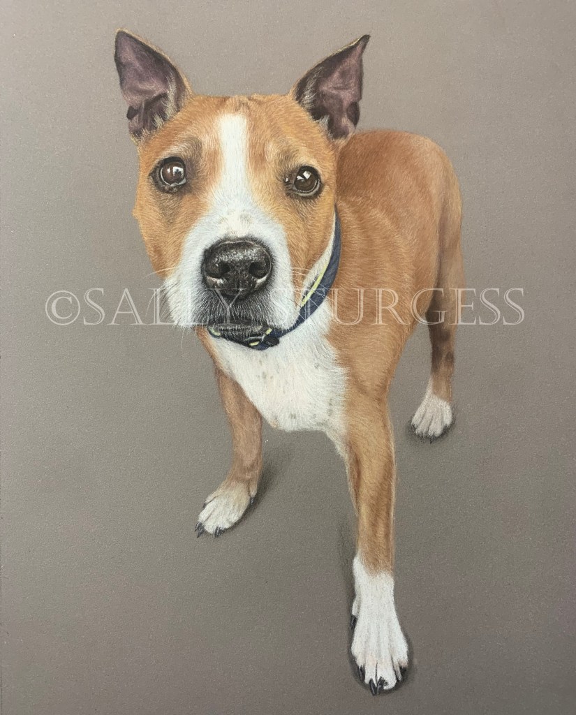 Dog portrait from photograph